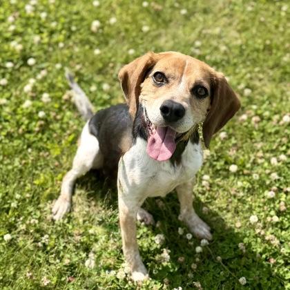 Enlarge Charlie, a ADOPTABLE mixed breed in Dubuque, IA image 1/3