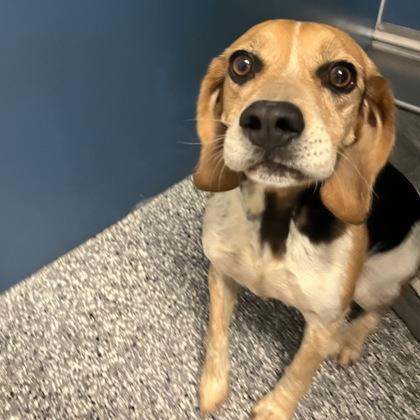 Enlarge Charlie, a ADOPTABLE mixed breed in Dubuque, IA image 3/3