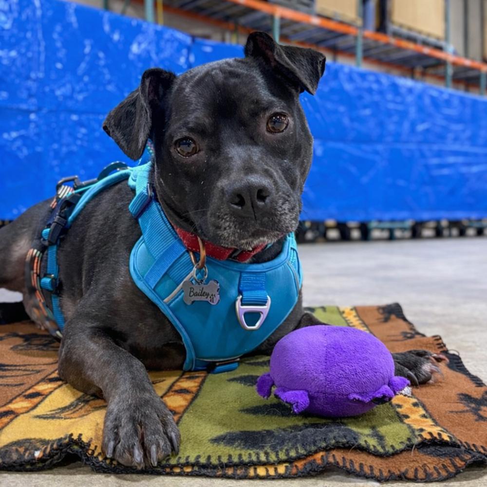Enlarge Bailey (Baxter and Bailey brothers), a Adoptable mixed breed in Lancaster, PA image 1/6
