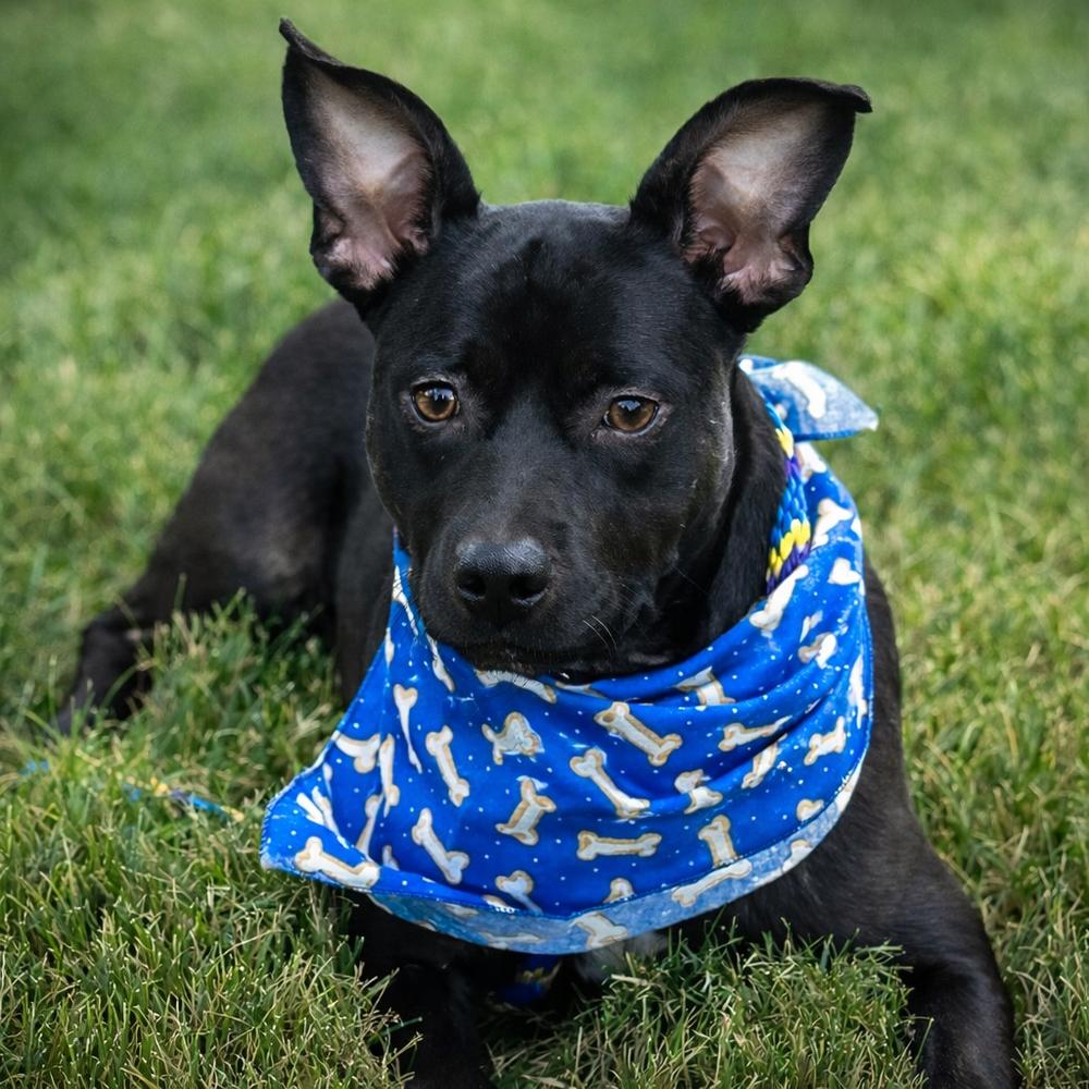 Enlarge Bailey (Baxter and Bailey brothers), a Adoptable mixed breed in Lancaster, PA image 1/6