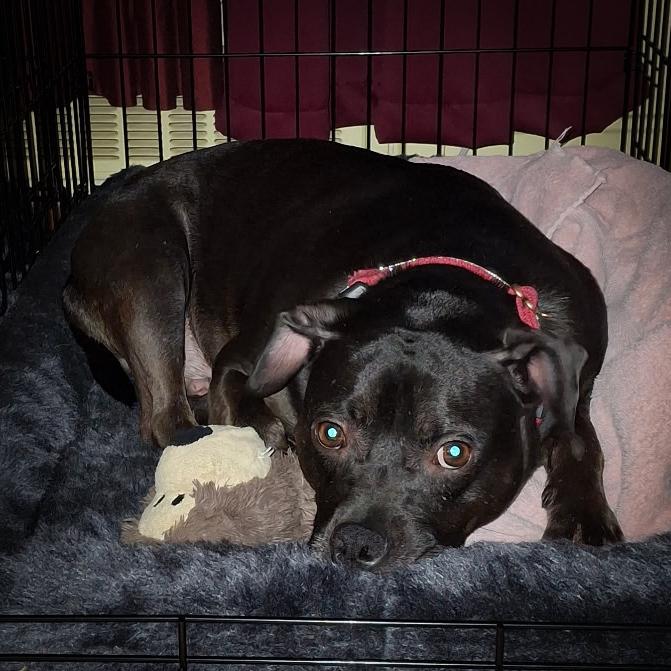 Bailey (Baxter and Bailey brothers), Adoptable, Puppy Male Terrier.