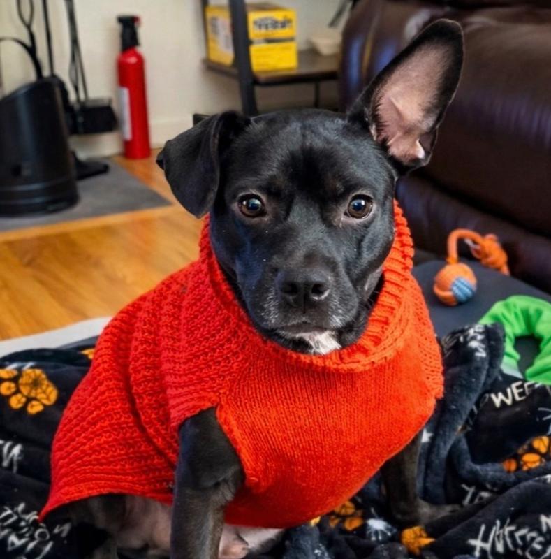 Enlarge Bailey (Baxter and Bailey brothers), a Adoptable mixed breed in Lancaster, PA image 3/6