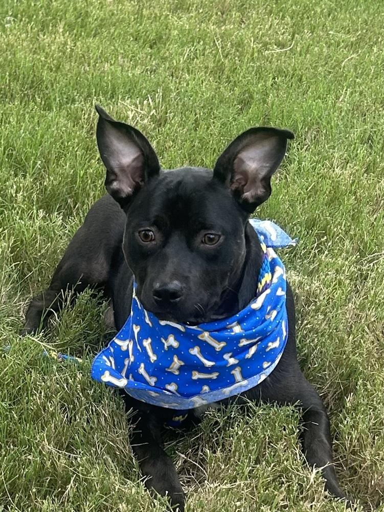 Enlarge Bailey (Baxter and Bailey brothers), a Adoptable mixed breed in Lancaster, PA image 3/6