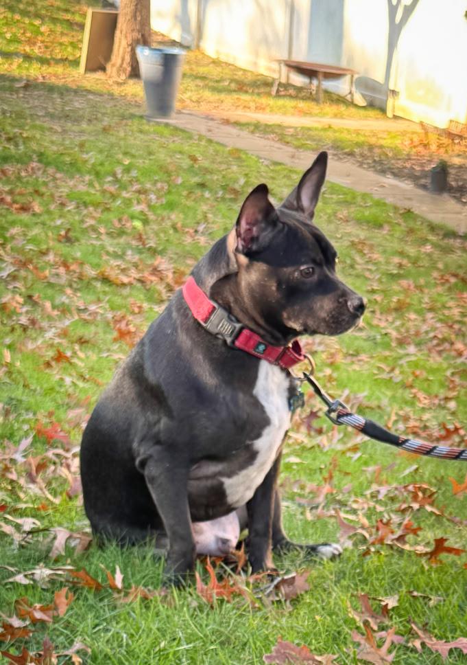 Enlarge Bailey (Baxter and Bailey brothers), a Adoptable mixed breed in Lancaster, PA image 5/6