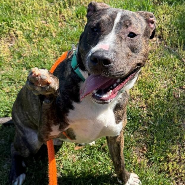 Enlarge Rufus (ID 47659/1255), a ADOPTABLE Pit Bull Terrier in Manassas, VA image 4/4