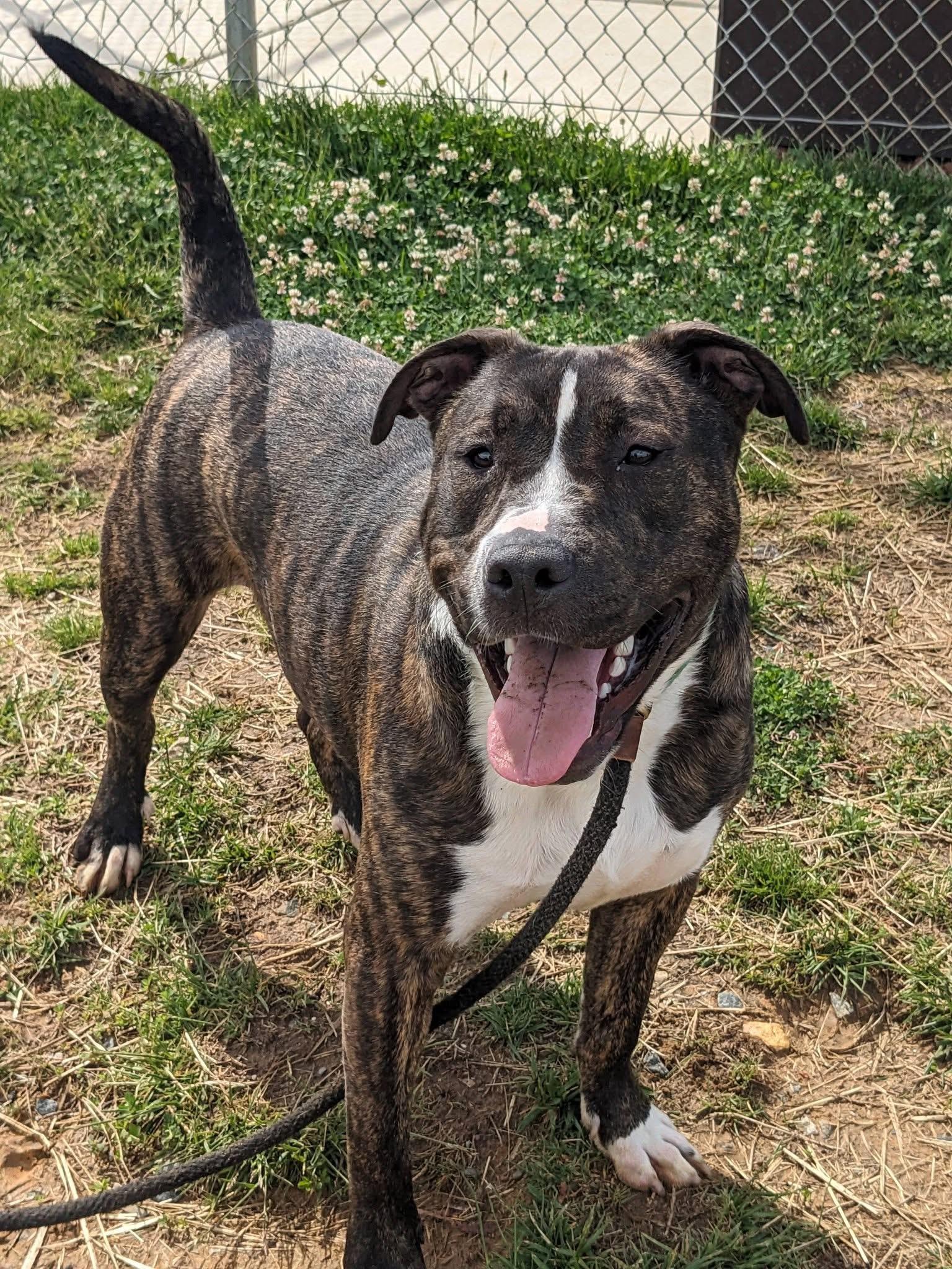 Rufus (ID 47659/1255), a ADOPTABLE Pit Bull Terrier in Manassas, VA image 1/5