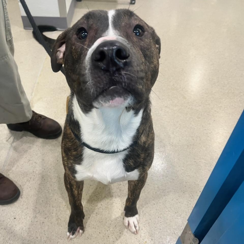 Enlarge Rufus (ID 47659/1255), a ADOPTABLE Pit Bull Terrier in Manassas, VA image 3/4