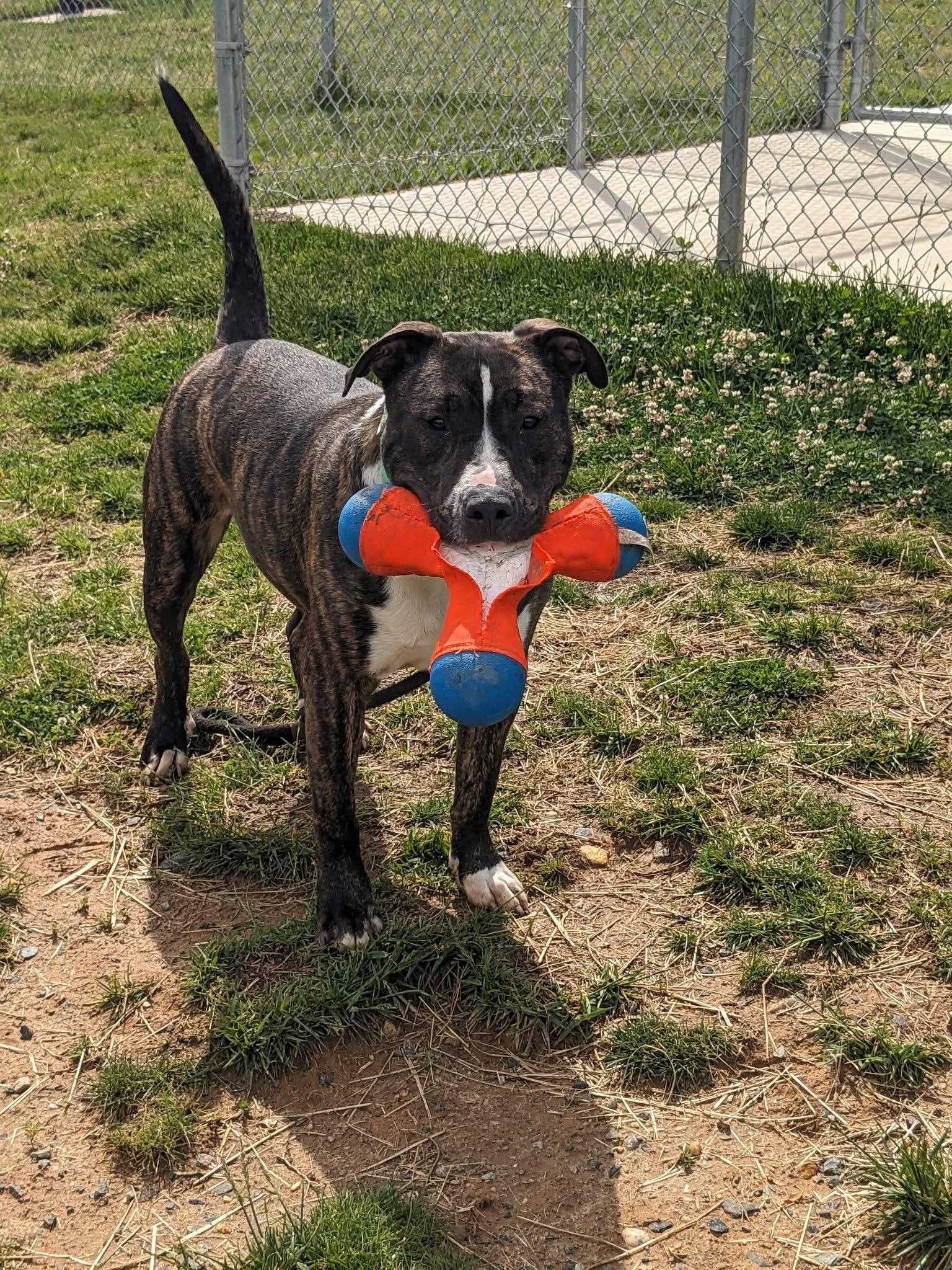 Rufus (ID 47659/1255), a ADOPTABLE Pit Bull Terrier in Manassas, VA image 5/5