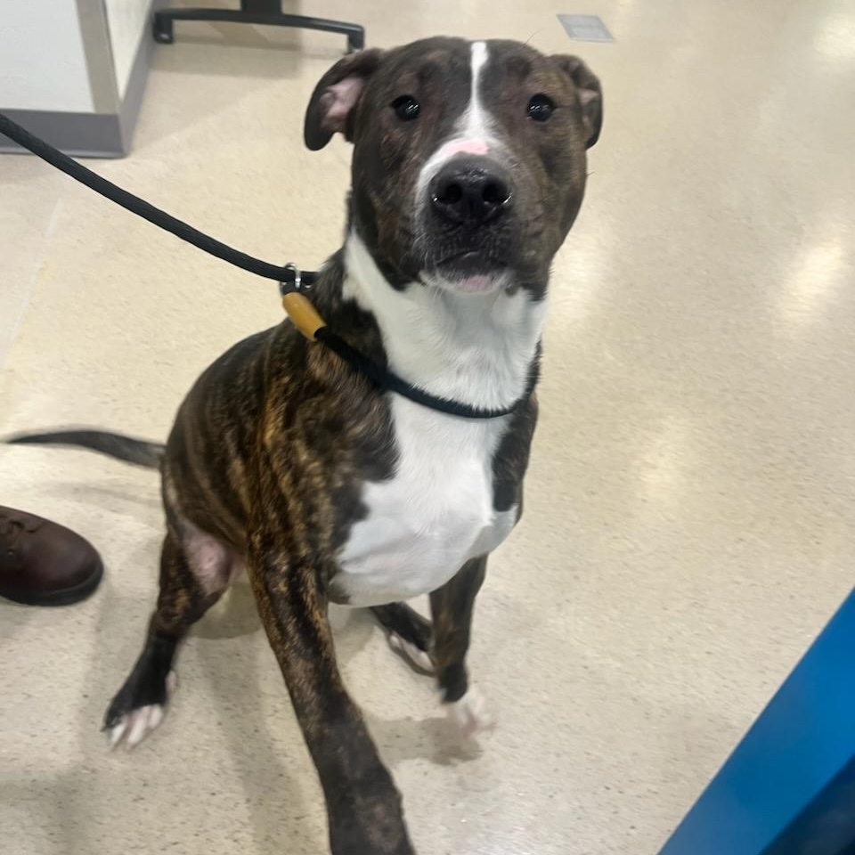Enlarge Rufus (ID 47659/1255), a ADOPTABLE Pit Bull Terrier in Manassas, VA image 2/4