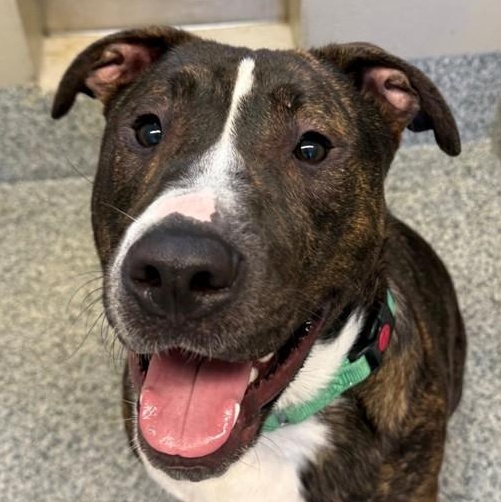 Rufus (ID 47659/1255), ADOPTABLE, Young Male Pit Bull Terrier.
