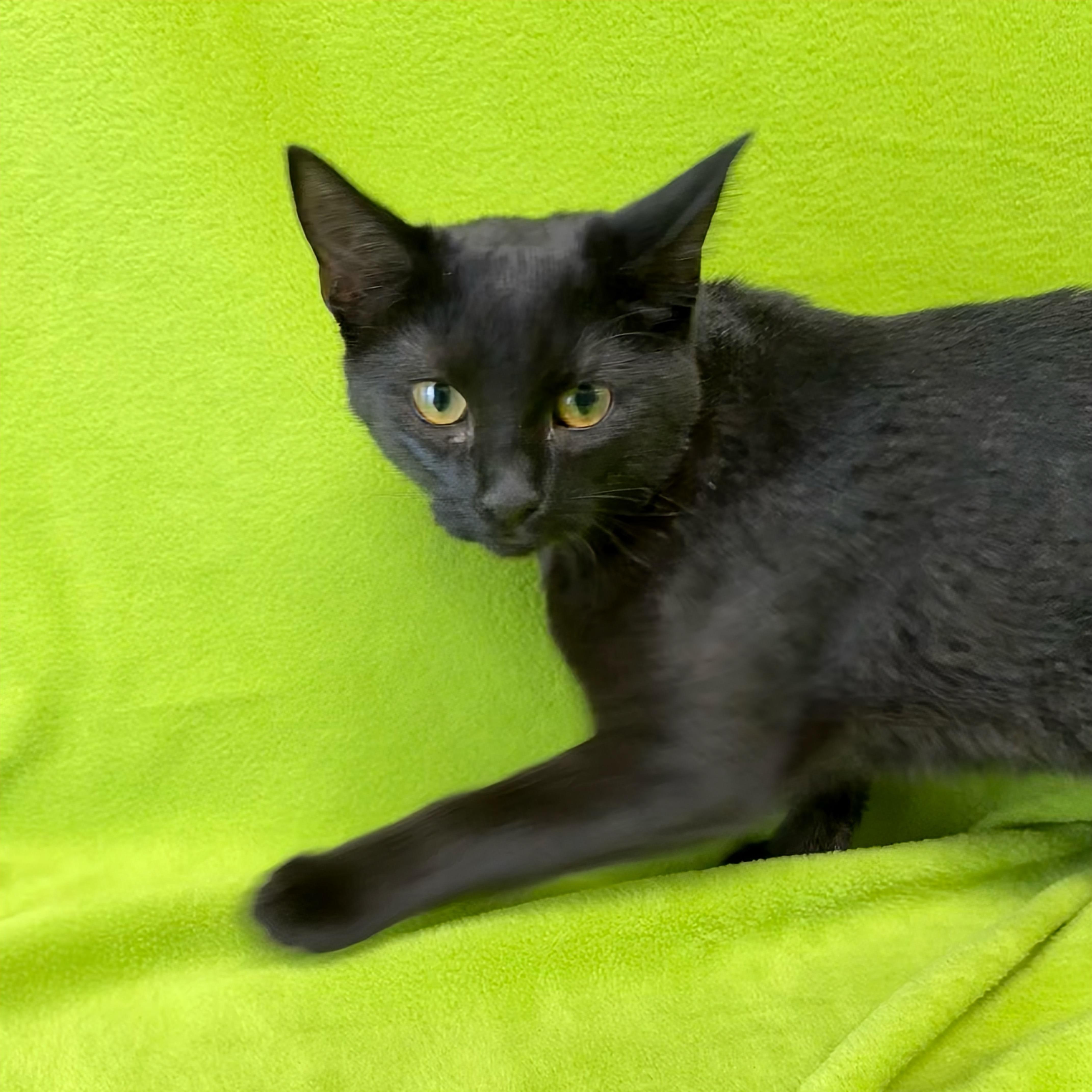 Enlarge Baytree, an adopted Domestic Short Hair in Valdosta, GA image 2/2