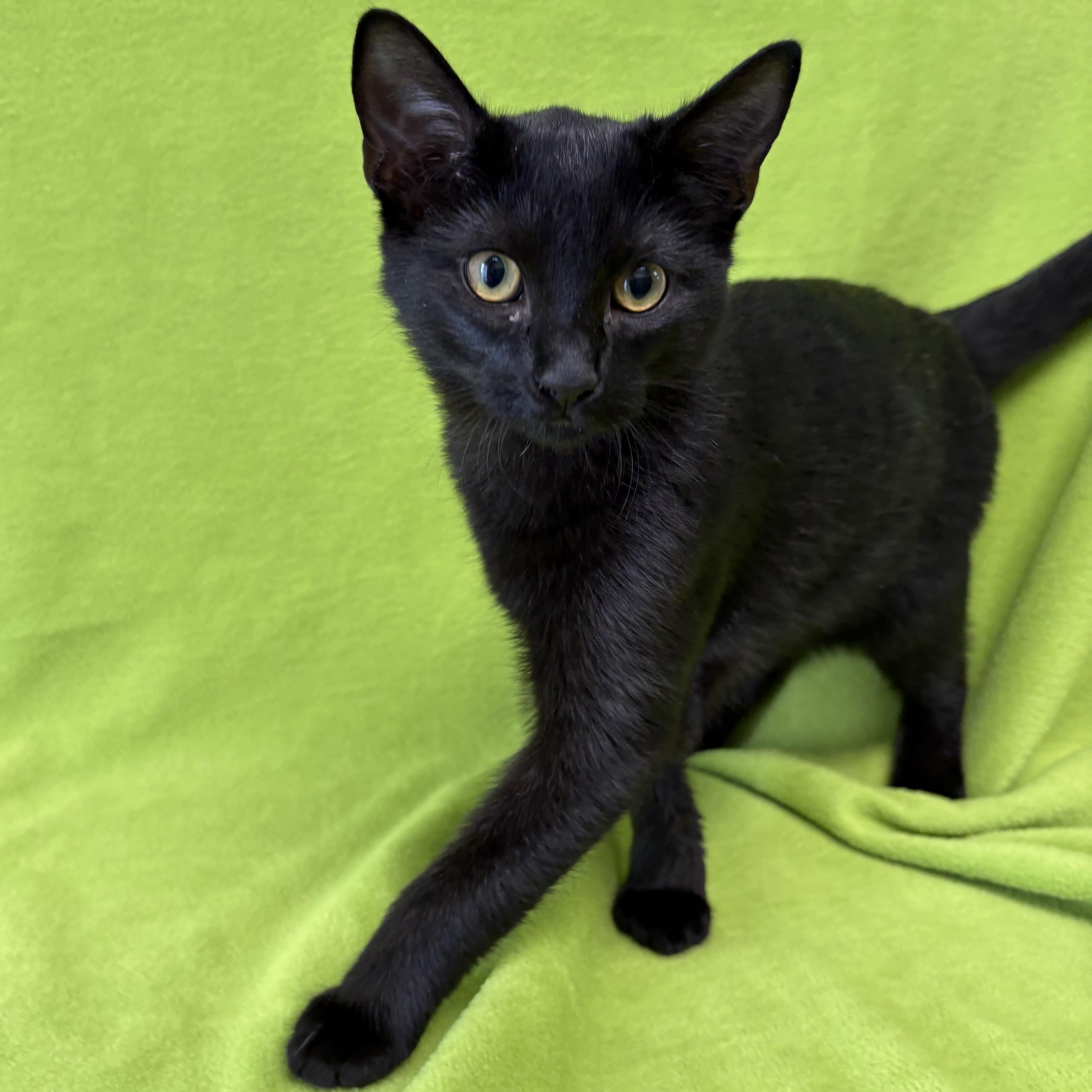 Enlarge Baytree, an adopted Domestic Short Hair in Valdosta, GA image 1/2