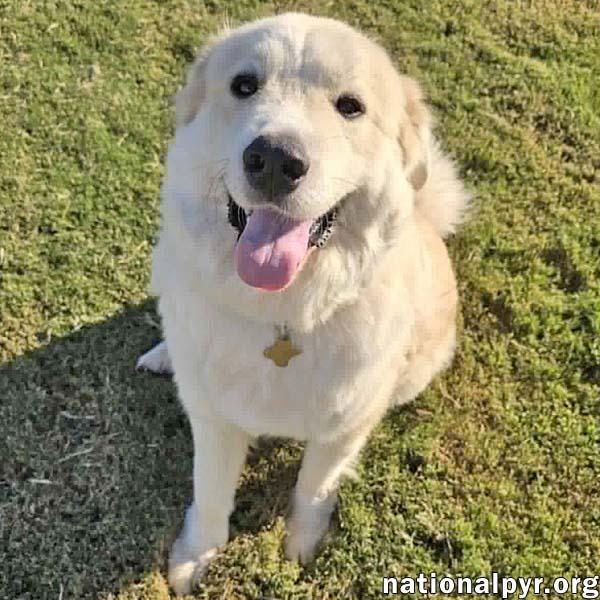 Merida in SC - Sweet & Playful Pocket Pyr, Adoptable, Adult Female Great Pyrenees.