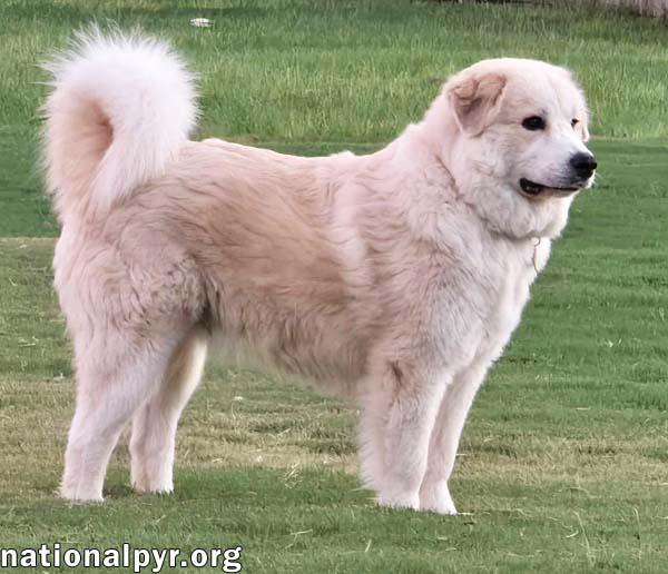 Enlarge Merida in SC - Sweet & Playful Pocket Pyr, a Adoptable mixed breed in Greenwood, SC image 4/4