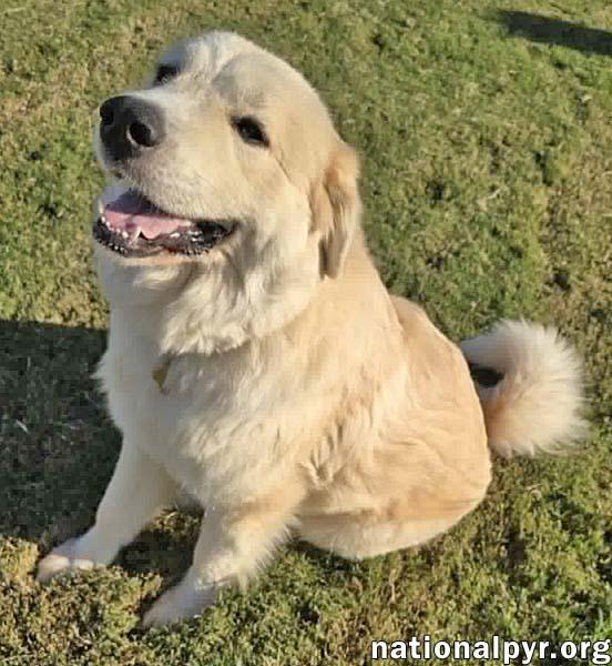 Enlarge Merida in SC - Sweet & Playful Pocket Pyr, a Adoptable mixed breed in Greenwood, SC image 2/4