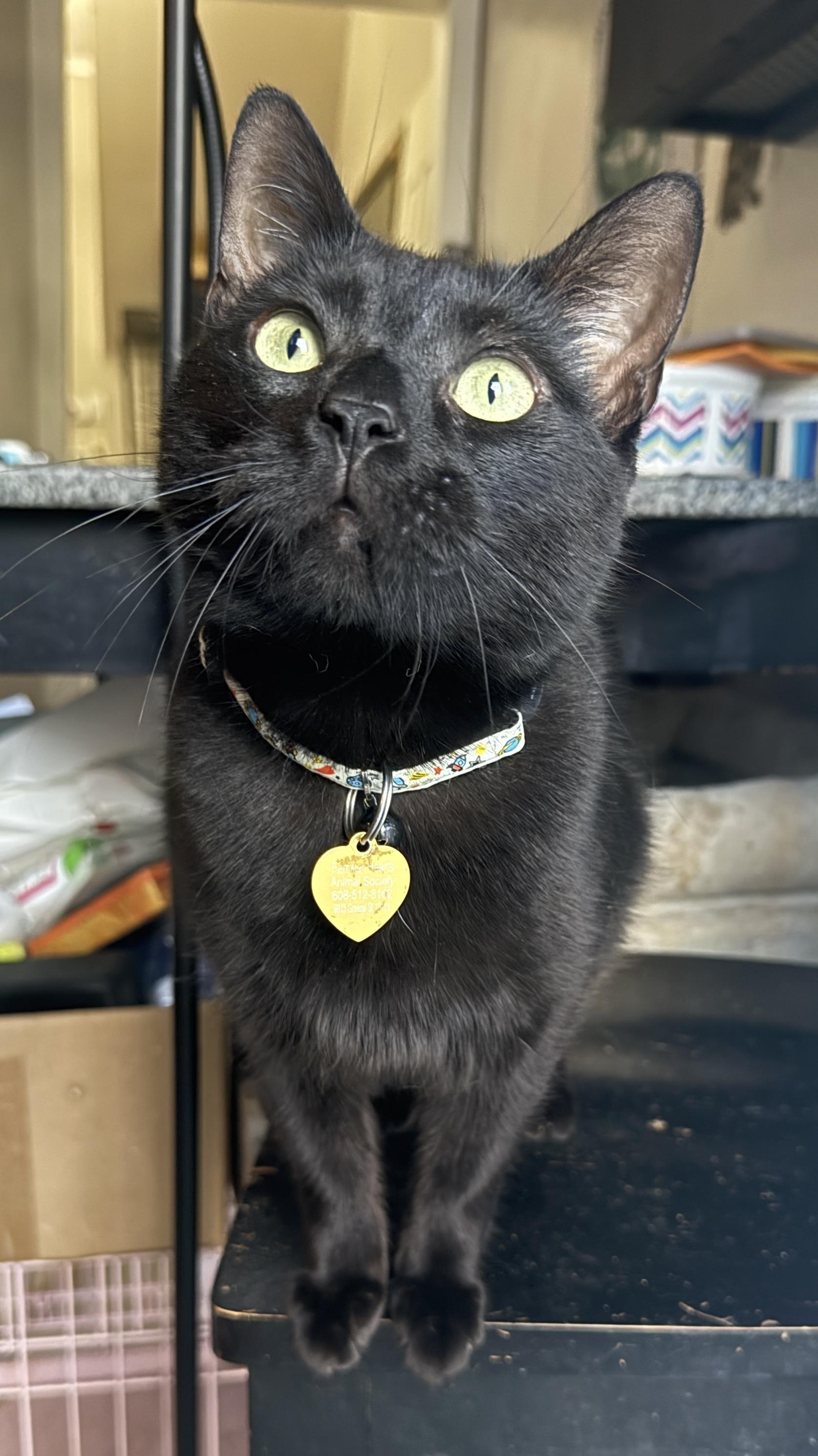 Enlarge Onyx, a Adoptable Domestic Short Hair in Philadelphia, PA image 1/6