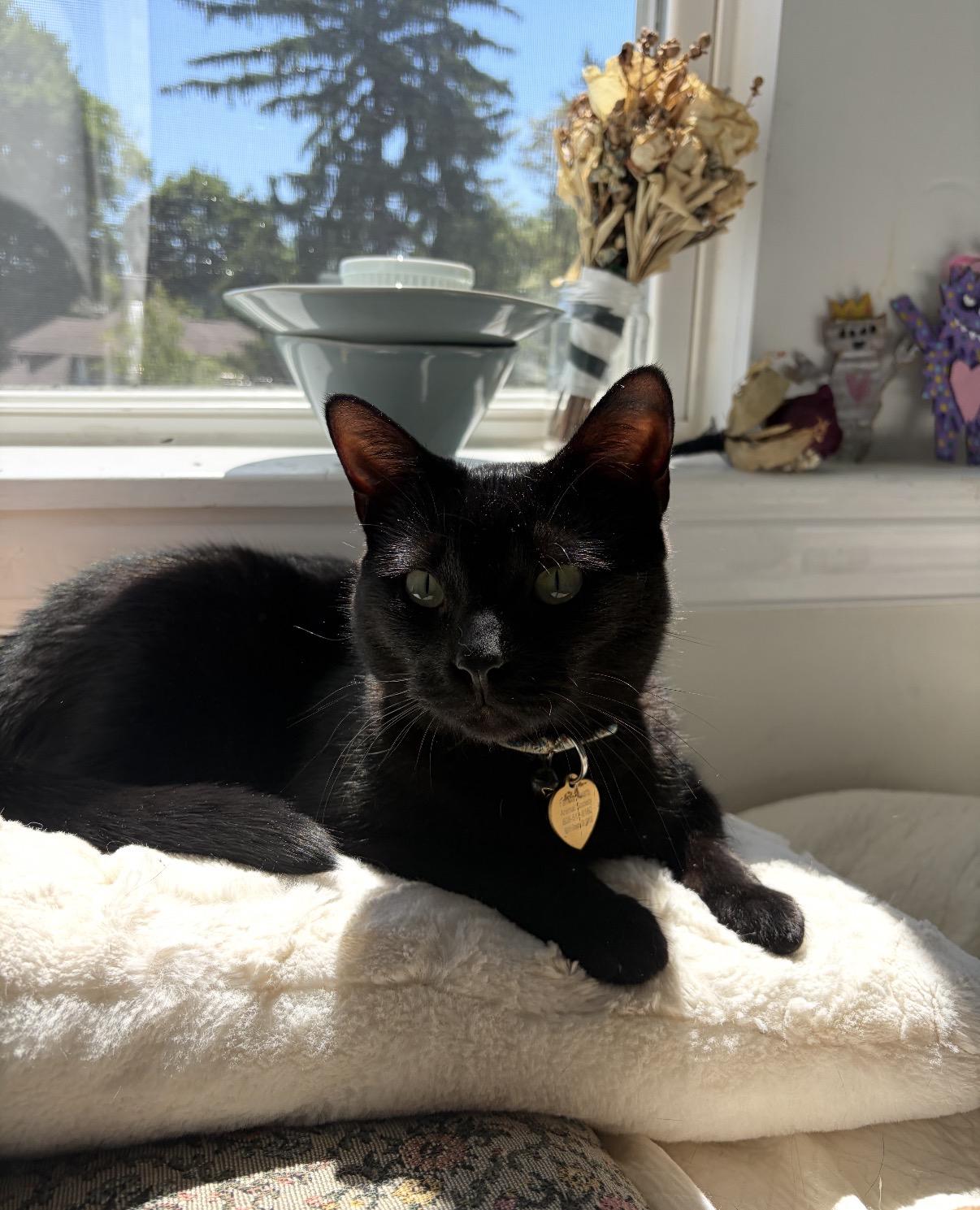 Enlarge Onyx, a Adoptable Domestic Short Hair in Philadelphia, PA image 2/3