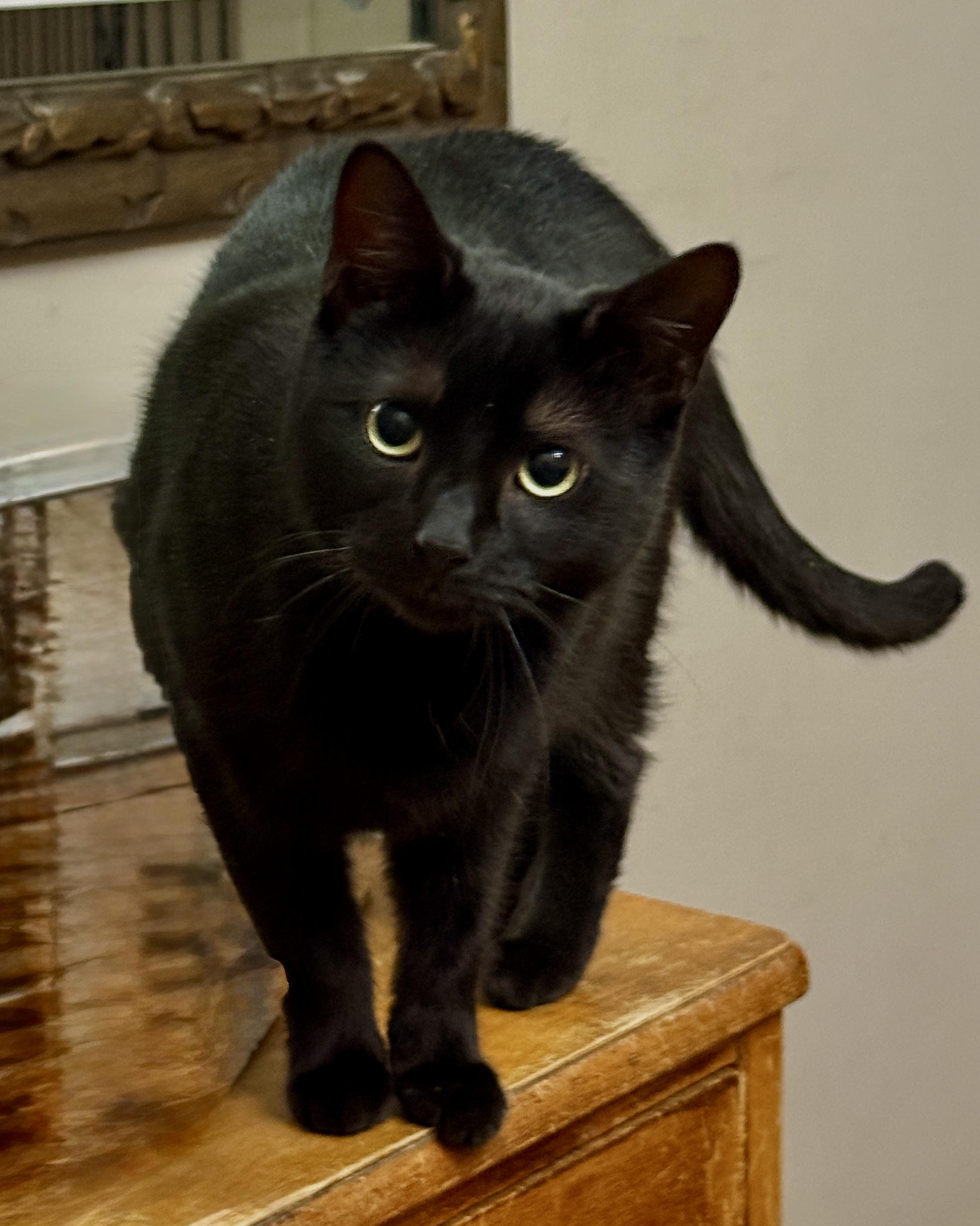 Enlarge Onyx, a Adoptable Domestic Short Hair in Philadelphia, PA image 1/3