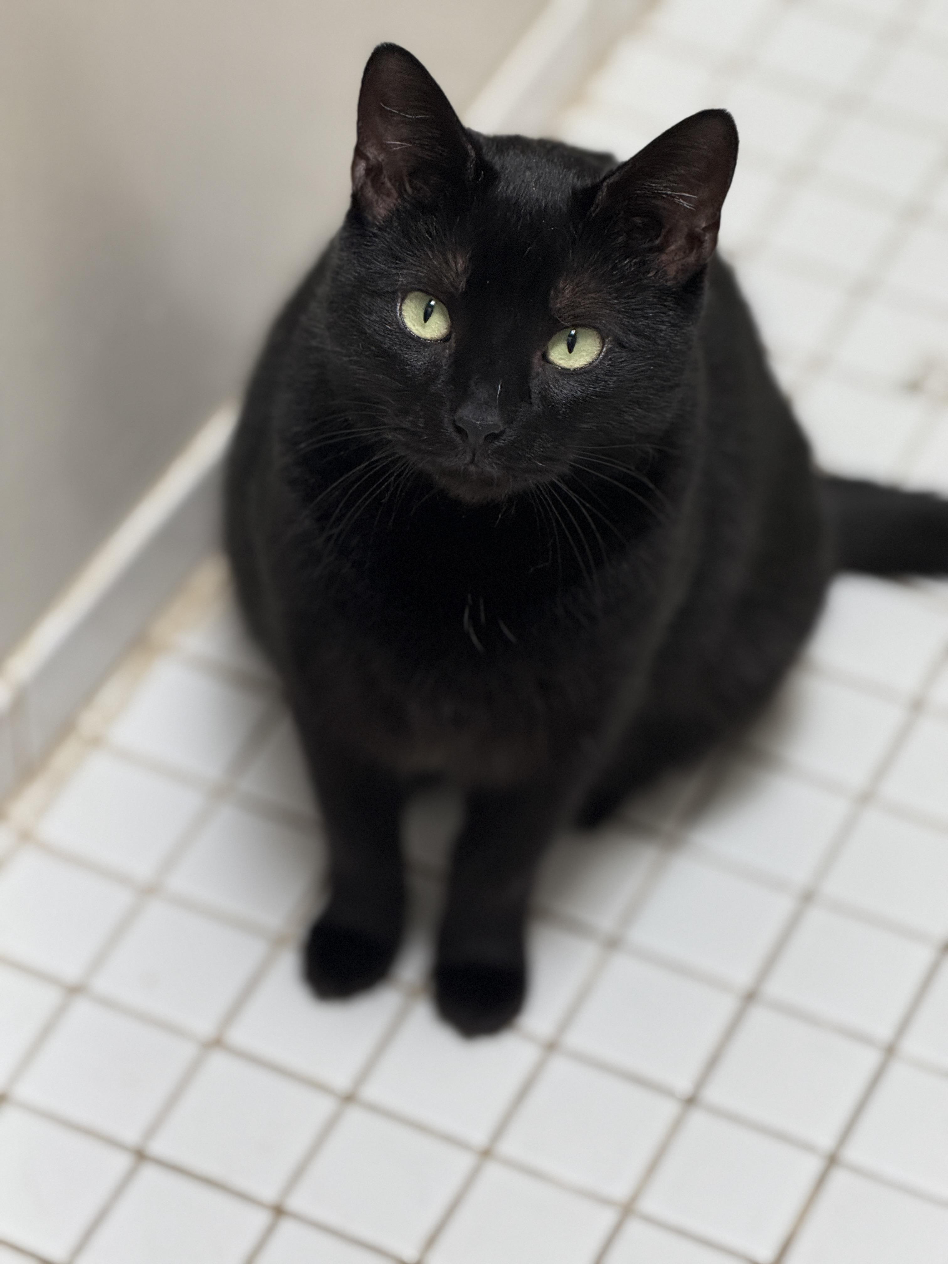 Enlarge Onyx, a Adoptable Domestic Short Hair in Philadelphia, PA image 3/5