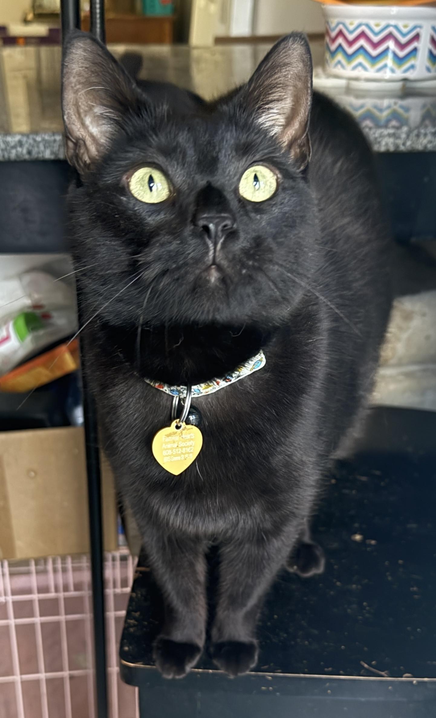 Enlarge Onyx, a Adoptable Domestic Short Hair in Philadelphia, PA image 4/6