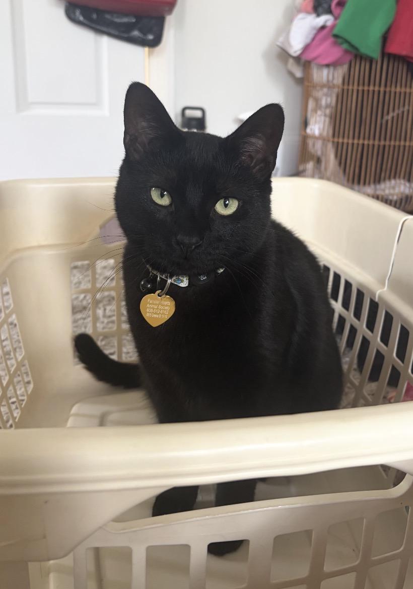 Enlarge Onyx, a Adoptable Domestic Short Hair in Philadelphia, PA image 3/3