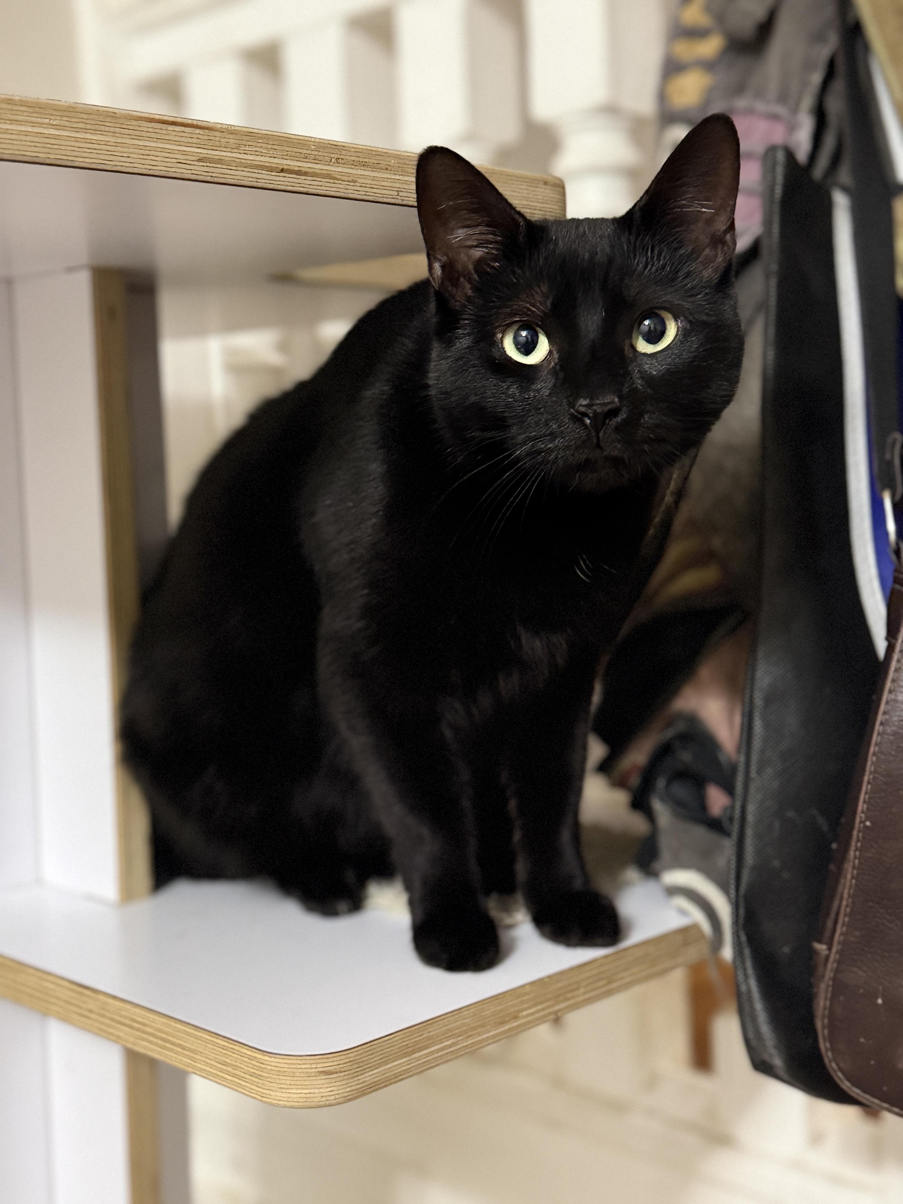 Enlarge Onyx, a Adoptable Domestic Short Hair in Philadelphia, PA image 3/3