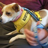 Chester, Adopted, Young Male Chihuahua & Terrier.