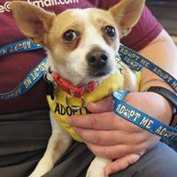 Chester, a Adopted mixed breed in Covington, WA image 2/4