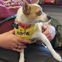 Chester, a Adopted mixed breed in Covington, WA image 3/4