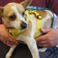 Chester, a Adopted mixed breed in Covington, WA image 4/4