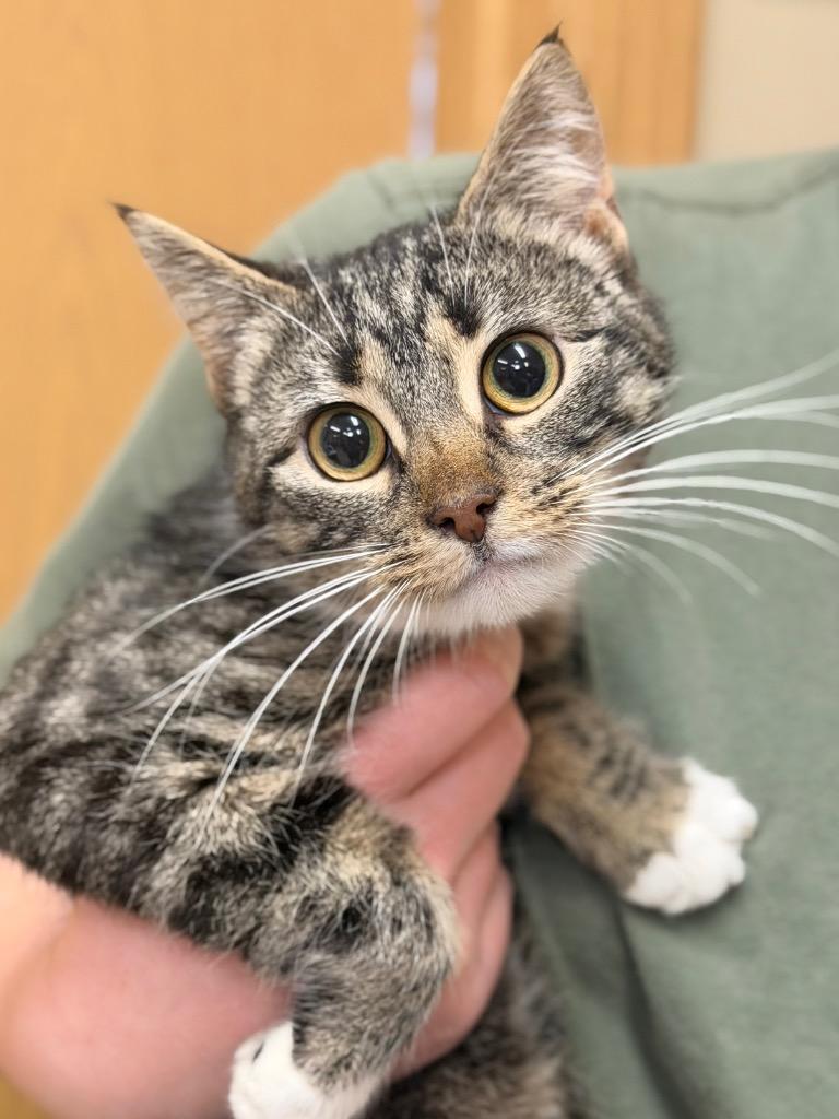 Taka, Adoptable, Young Female Domestic Short Hair.