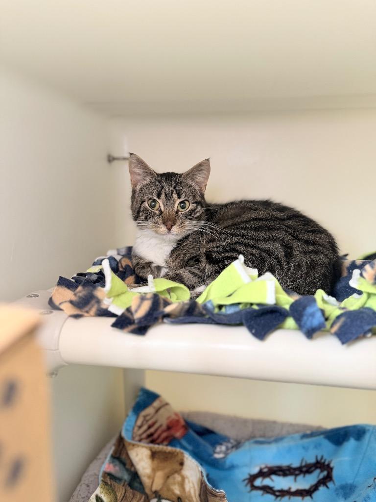 Enlarge Taka, a Adoptable mixed breed in Menomonie, WI image 2/4