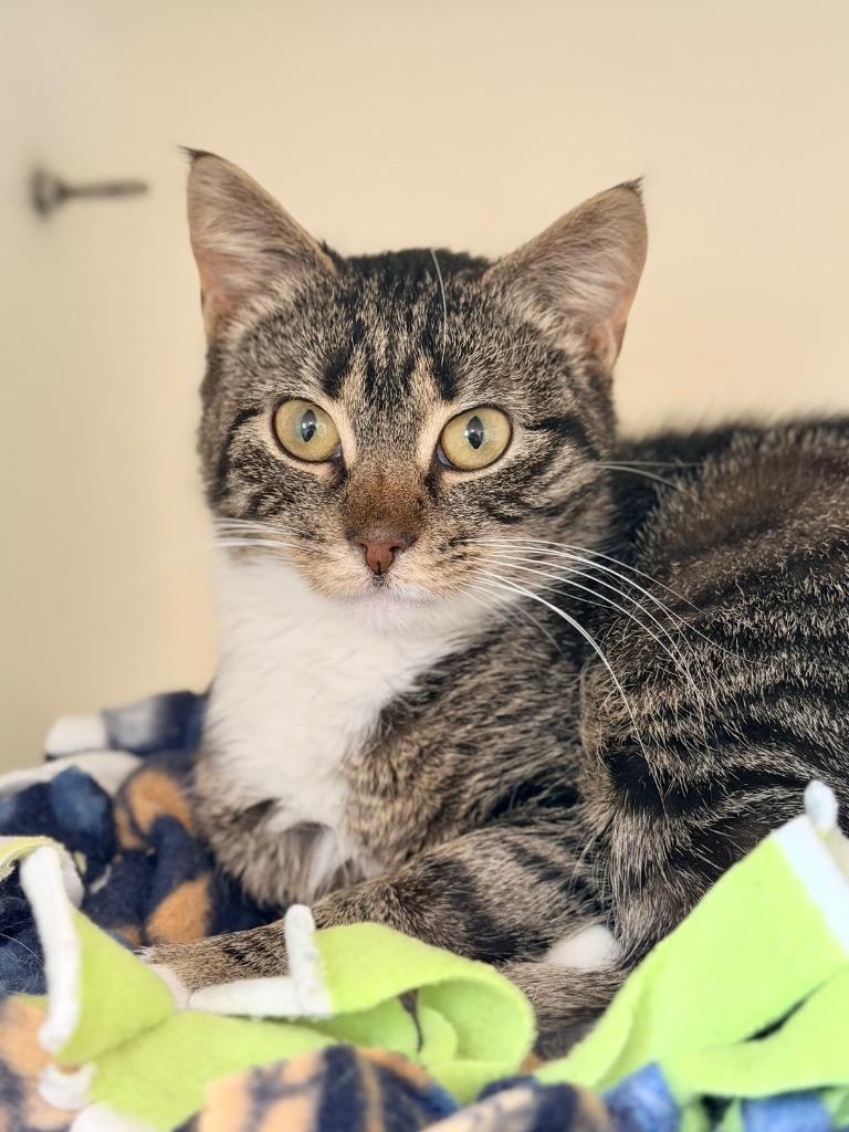 Enlarge Taka, a Adoptable mixed breed in Menomonie, WI image 3/4