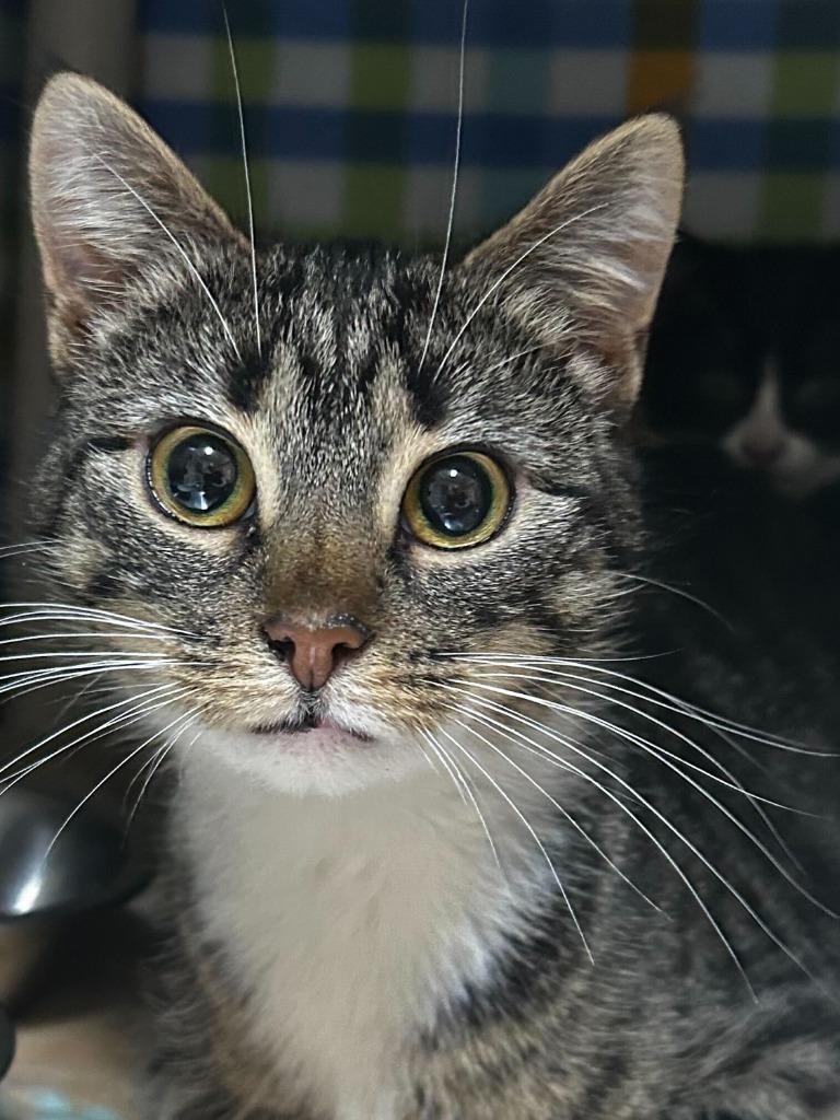 Enlarge Taka, a Adoptable mixed breed in Menomonie, WI image 3/3