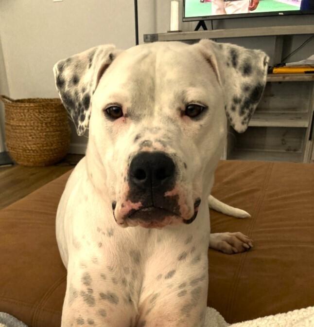 Binka, Adoptable, Adult Female American Bulldog.