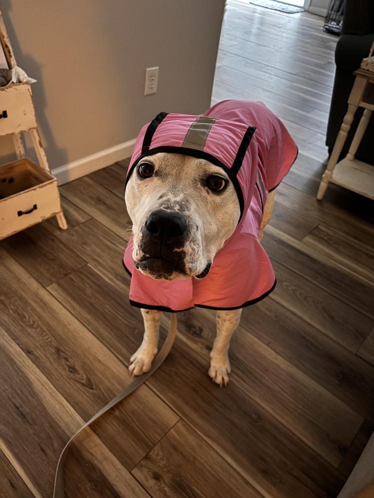 Binka, a Adoptable American Bulldog in Wake Forest, NC image 4/6