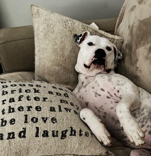 Binka, a Adoptable American Bulldog in Wake Forest, NC image 5/6