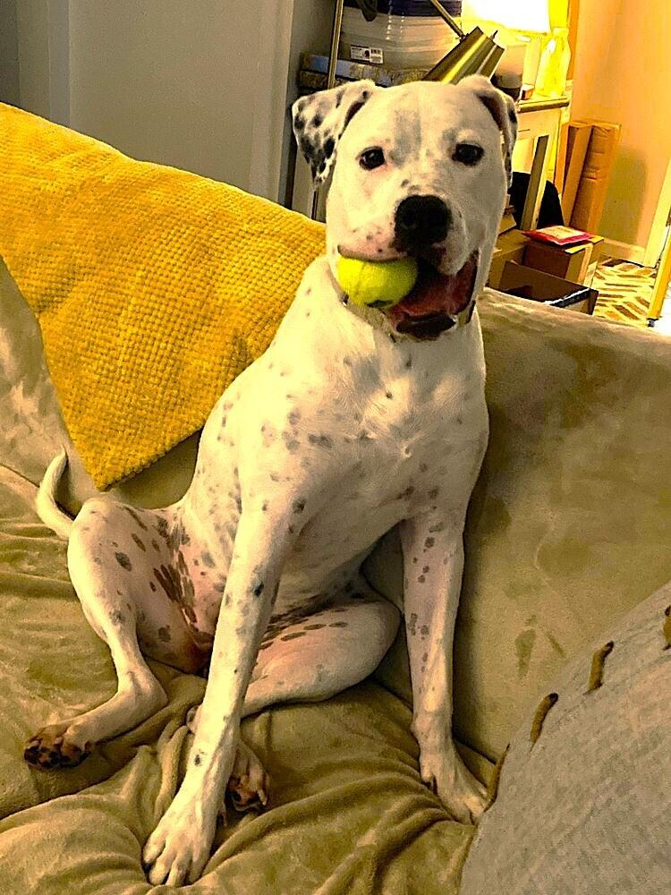 Binka, a Adoptable American Bulldog in Wake Forest, NC image 6/6