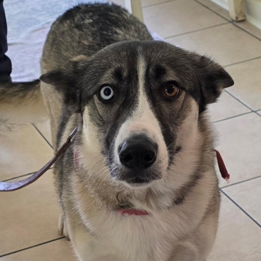 Enlarge Dora , a ADOPTABLE mixed breed in Hendersonville, TN image 1/1