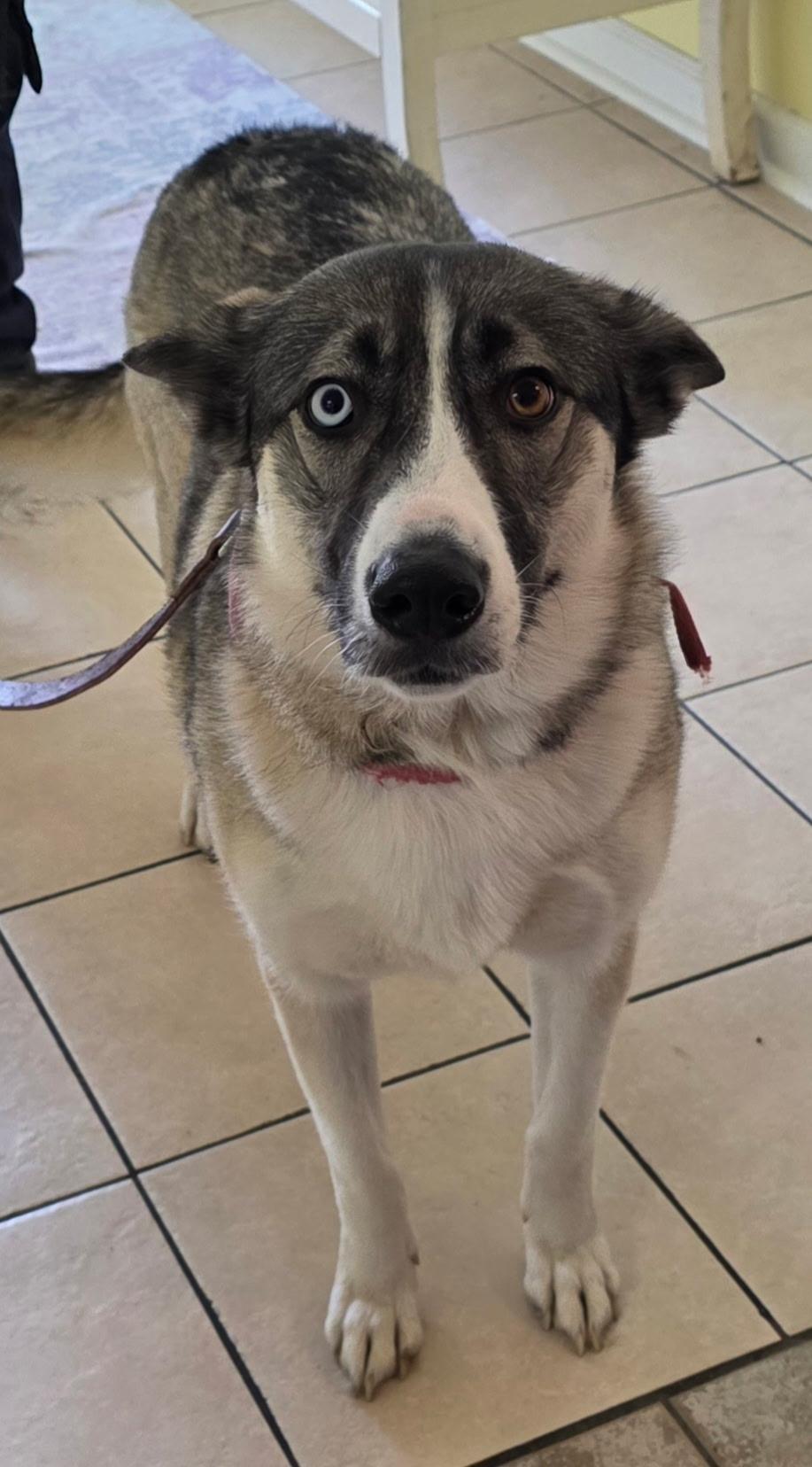 Enlarge Dora , a ADOPTABLE mixed breed in Hendersonville, TN image 1/1