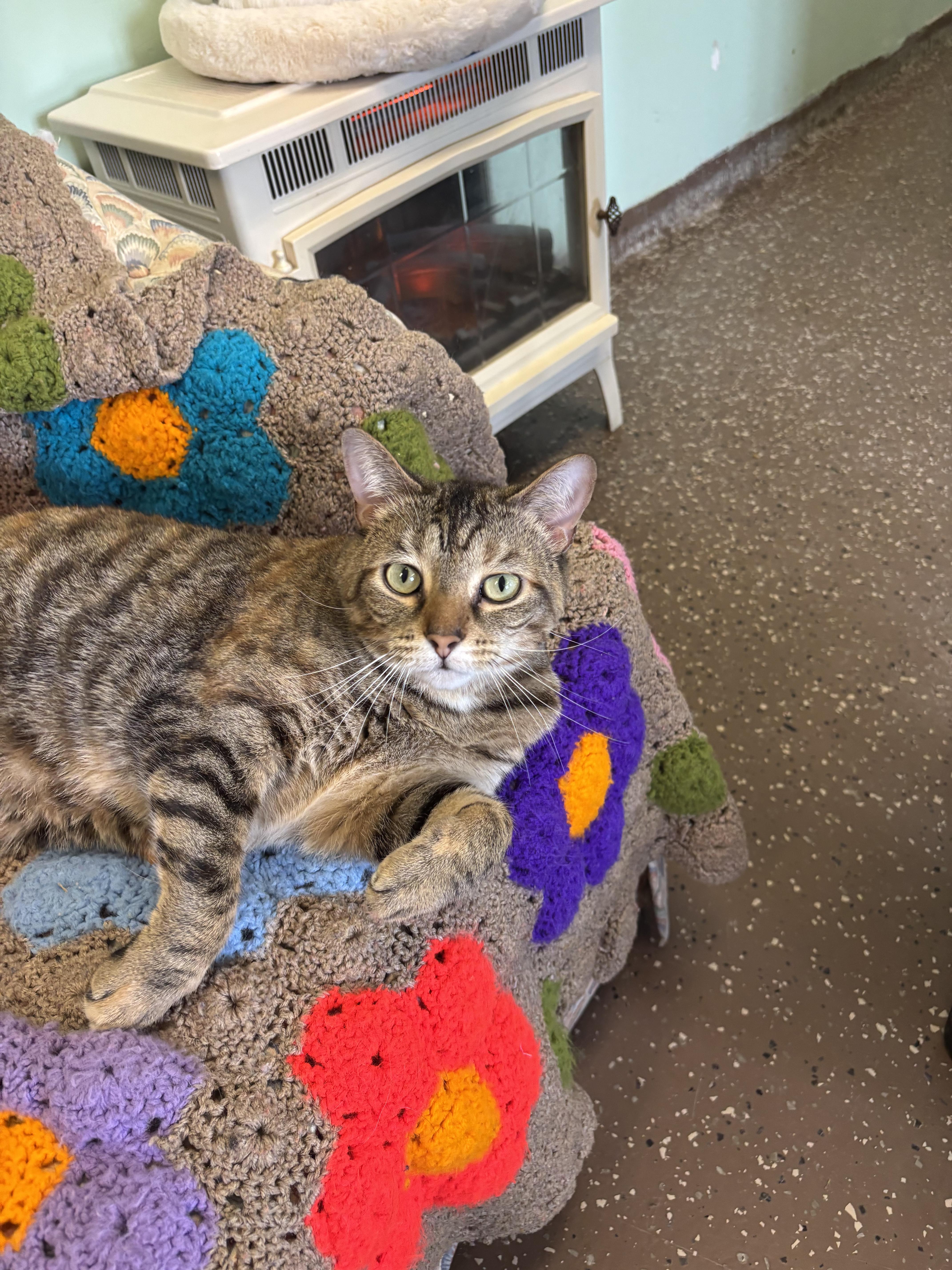 Enlarge Otto, an adopted Domestic Short Hair in Franklin, IN image 1/1