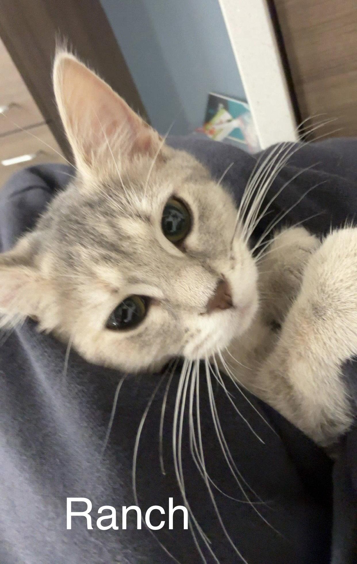 Ranch, Adopted, Kitten Female Domestic Short Hair.