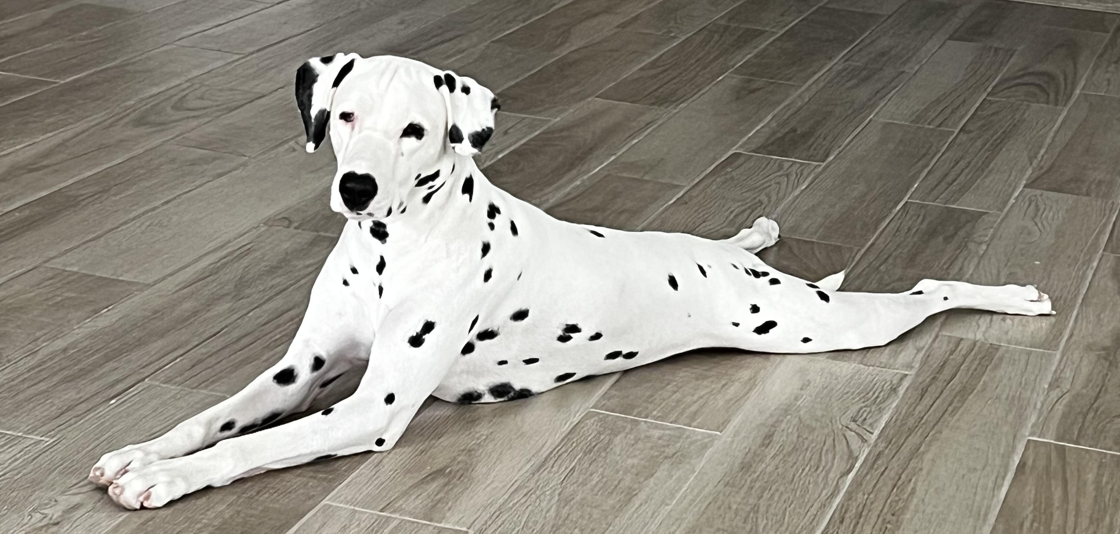 Enlarge Dottie-Gardena, CA, a Adoptable Dalmatian in Henderson, NV image 2/4