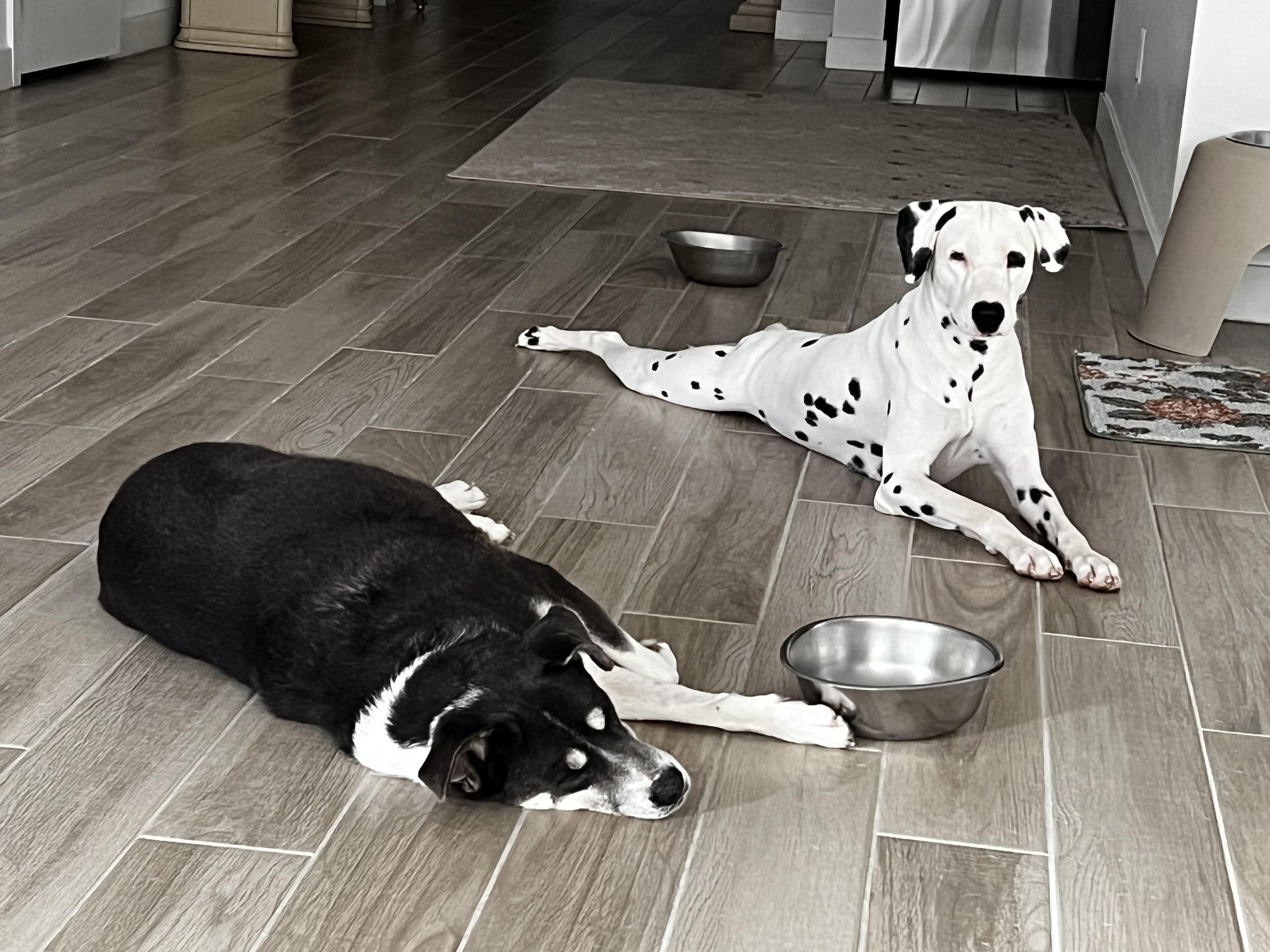 Enlarge Dottie-Gardena, CA, a Adoptable Dalmatian in Henderson, NV image 4/4