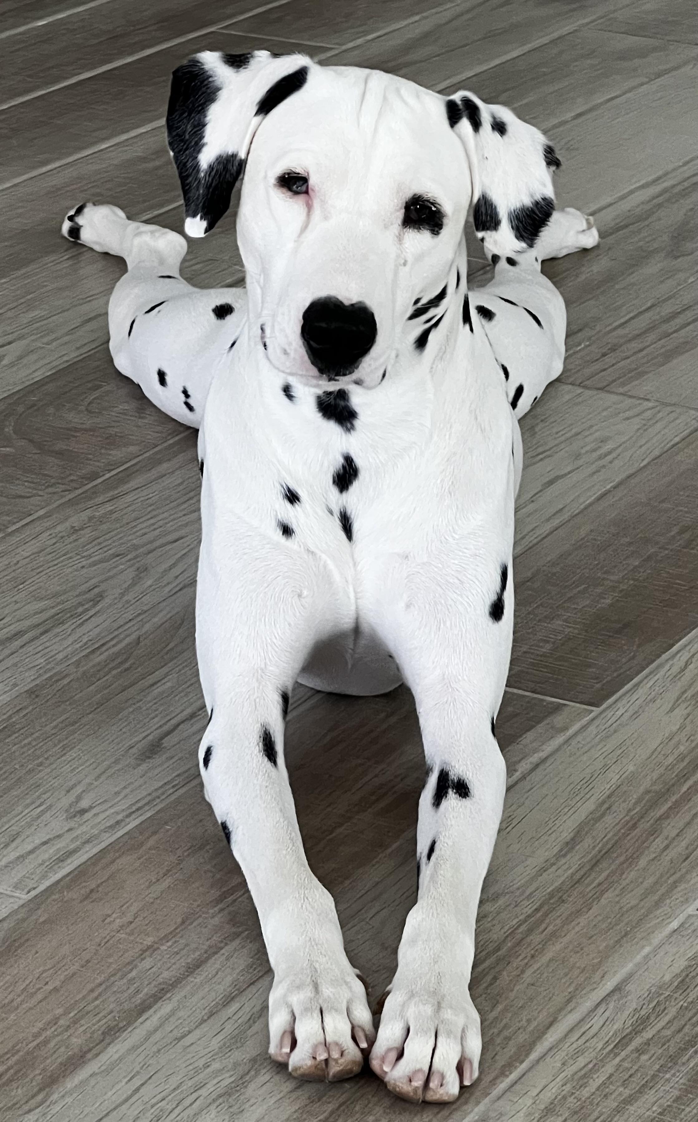Dottie-Gardena, CA, Adoptable, Young Female Dalmatian.