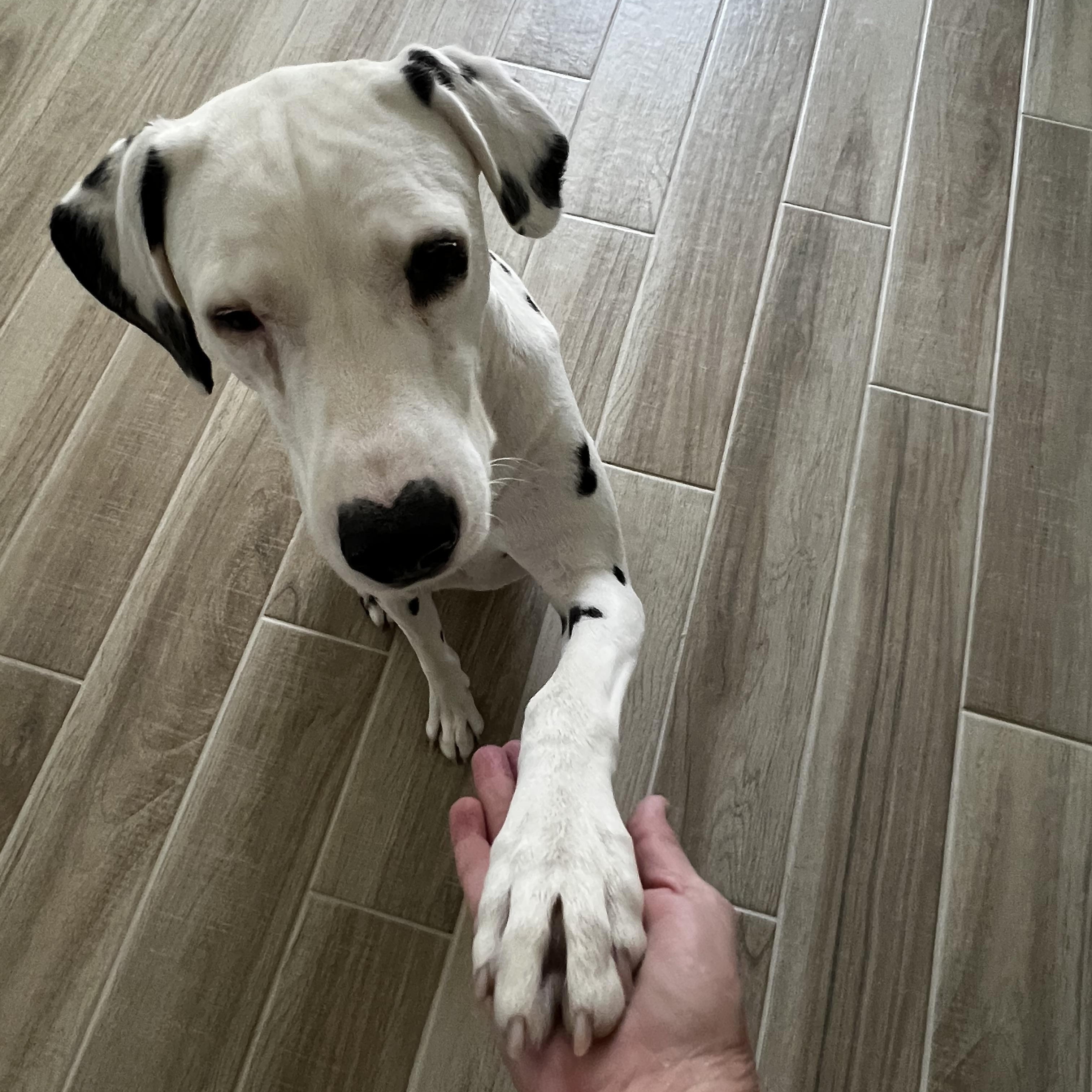 Enlarge Dottie-Gardena, CA, a Adoptable Dalmatian in Henderson, NV image 3/4