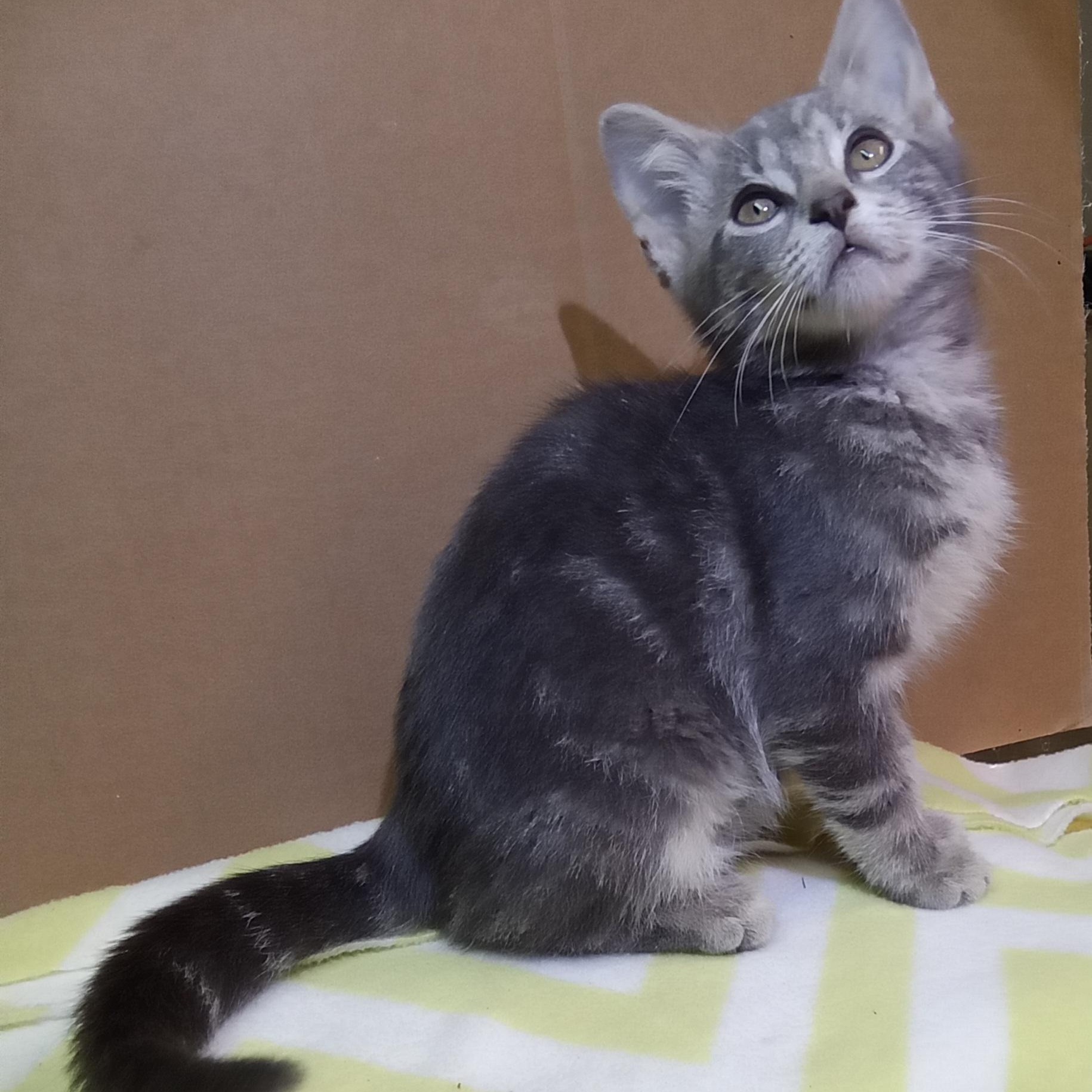 Smoke, Adoptable, Kitten Female Domestic Short Hair.