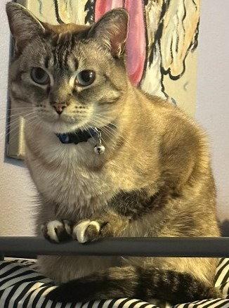 Pearl, Adoptable, Adult Female Siamese & Domestic Short Hair.