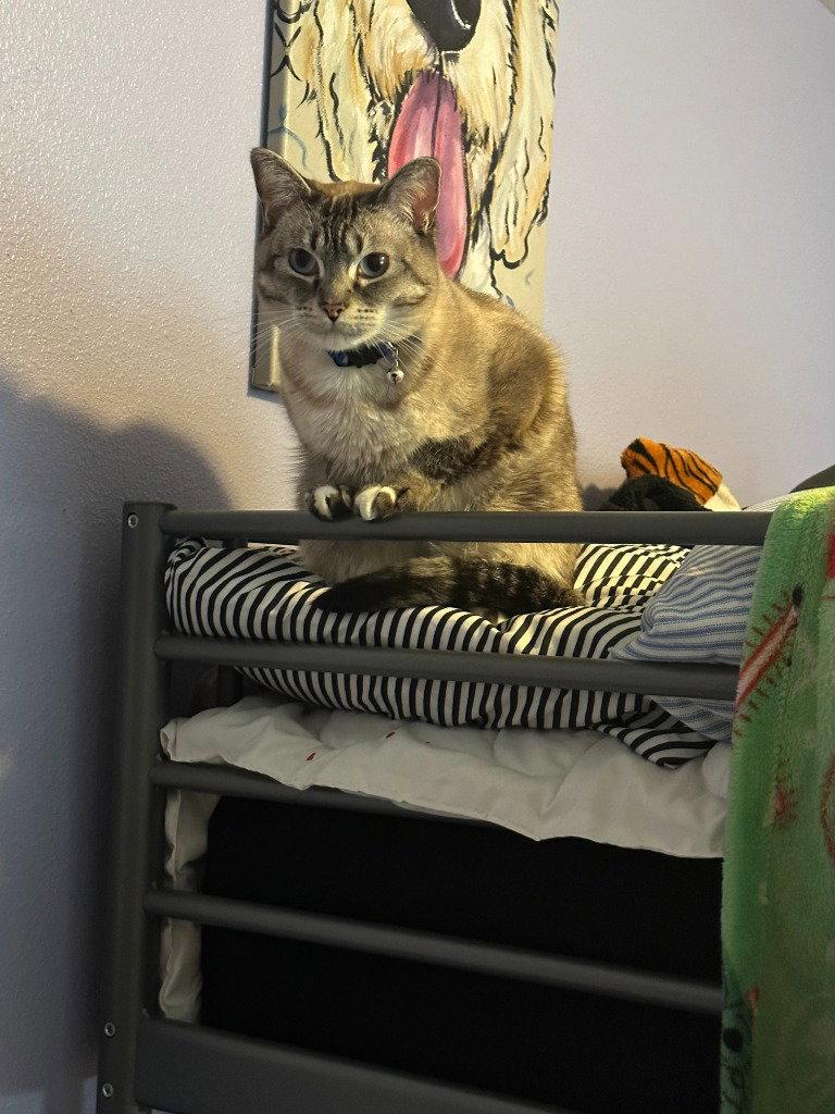 DK - Pearl, Adoptable, Adult Female Domestic Short Hair.