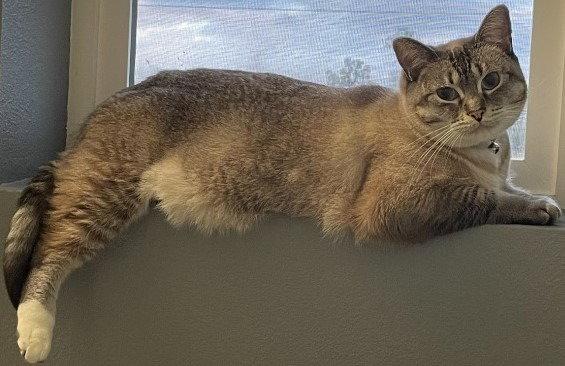 Enlarge Pearl, a Adoptable mixed breed in Battle Ground, WA image 2/2